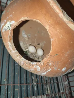 Master pair has raised eggs and chicks twice and currently has eggs