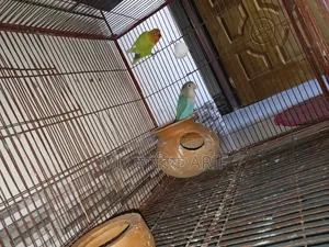 Master pair has raised eggs and chicks twice and currently has eggs