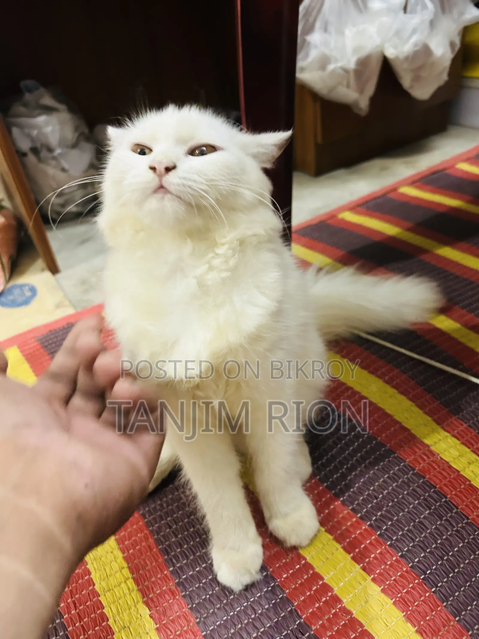 1-3 Months Female Purebred Turkish Angora
