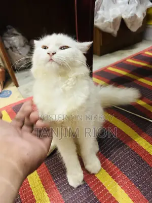 1-3 Months Female Purebred Turkish Angora
