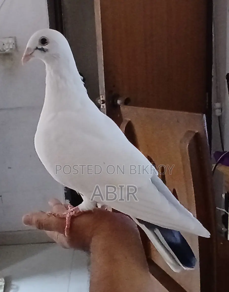 White Homer Pigeon | White Homer Racer
