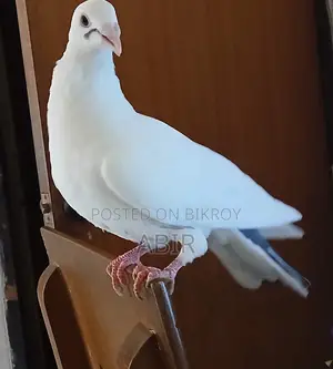 White Homer Pigeon | White Homer Racer