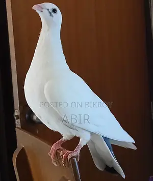 White Homer Pigeon | White Homer Racer