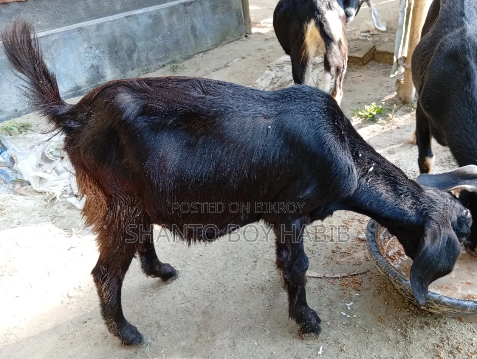 Castrated goat for sale