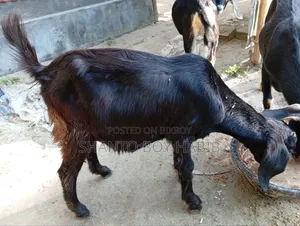 Castrated goat for sale