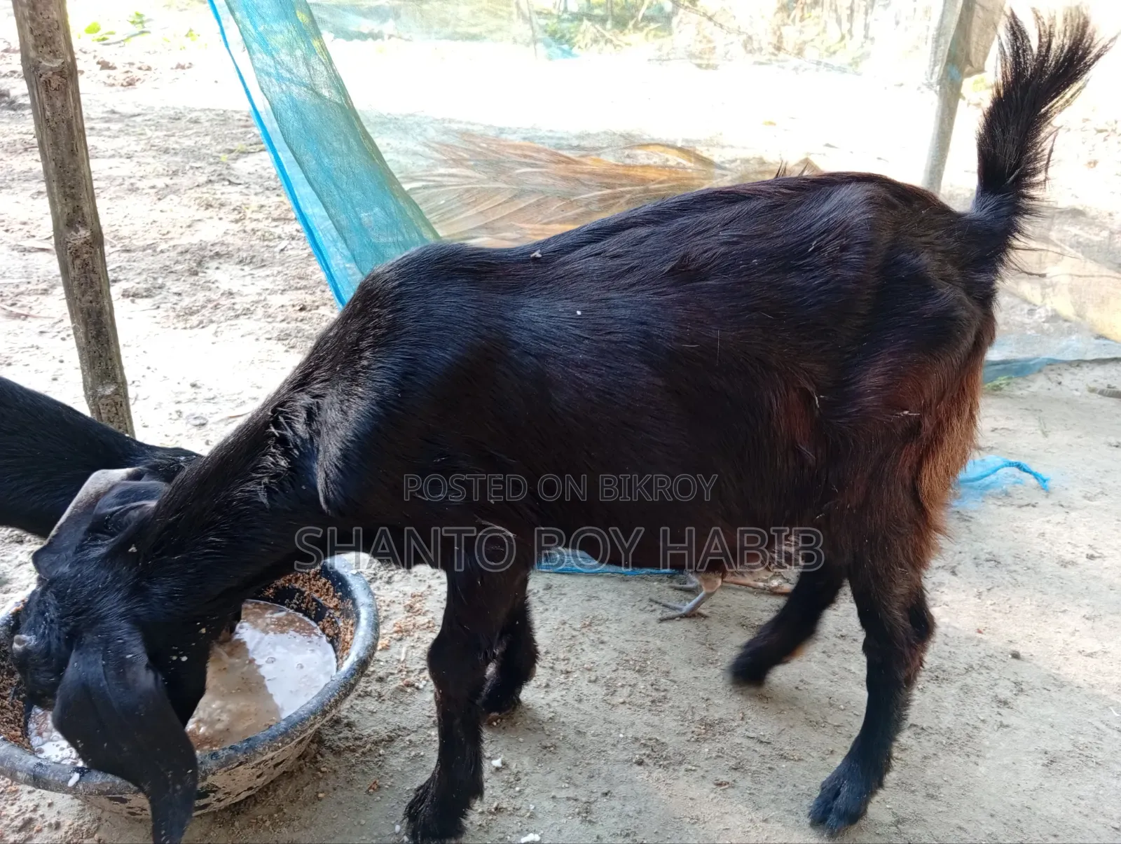 Castrated goat for sale