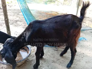 Castrated goat for sale
