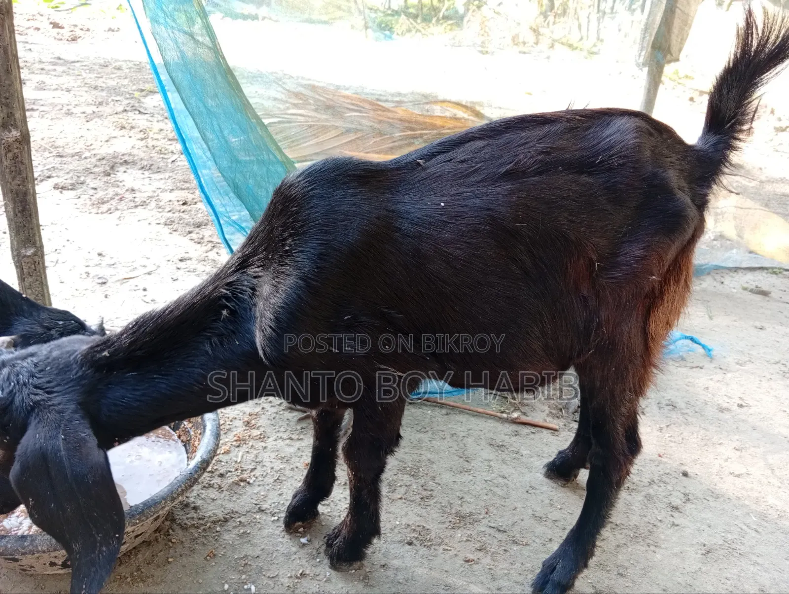 Castrated goat for sale