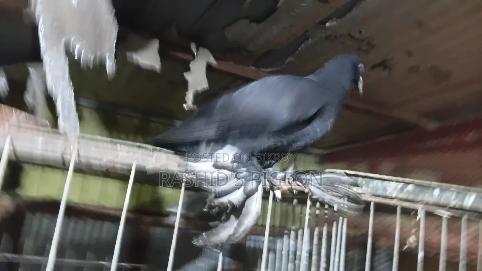 Pigeon Sale