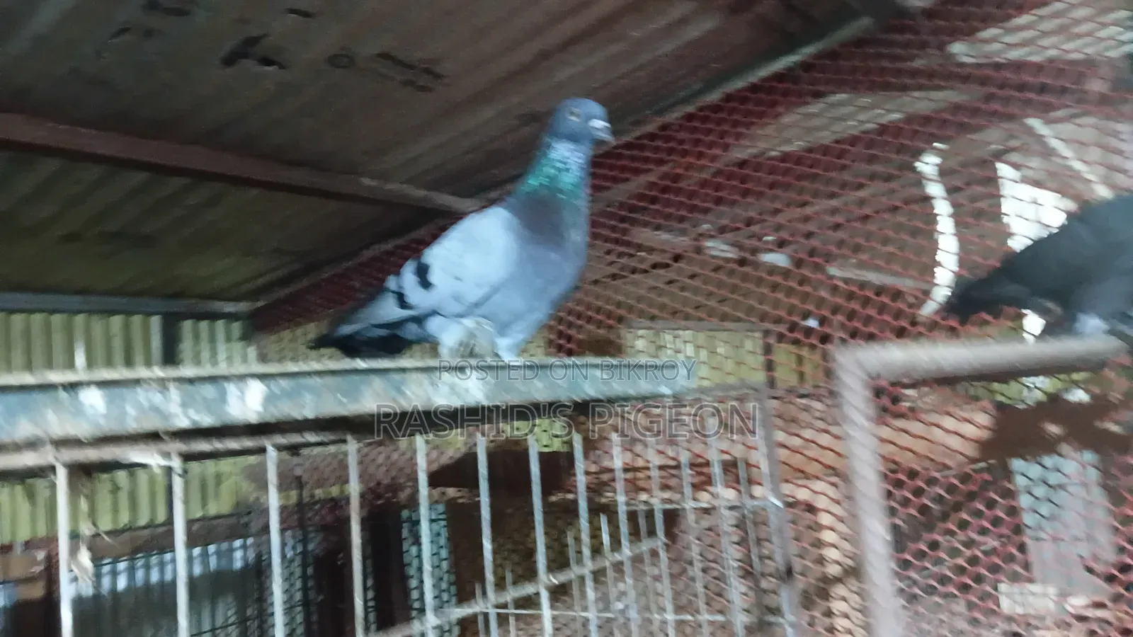 Pigeon Sale