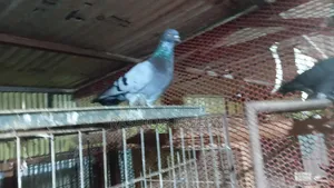 Pigeon Sale
