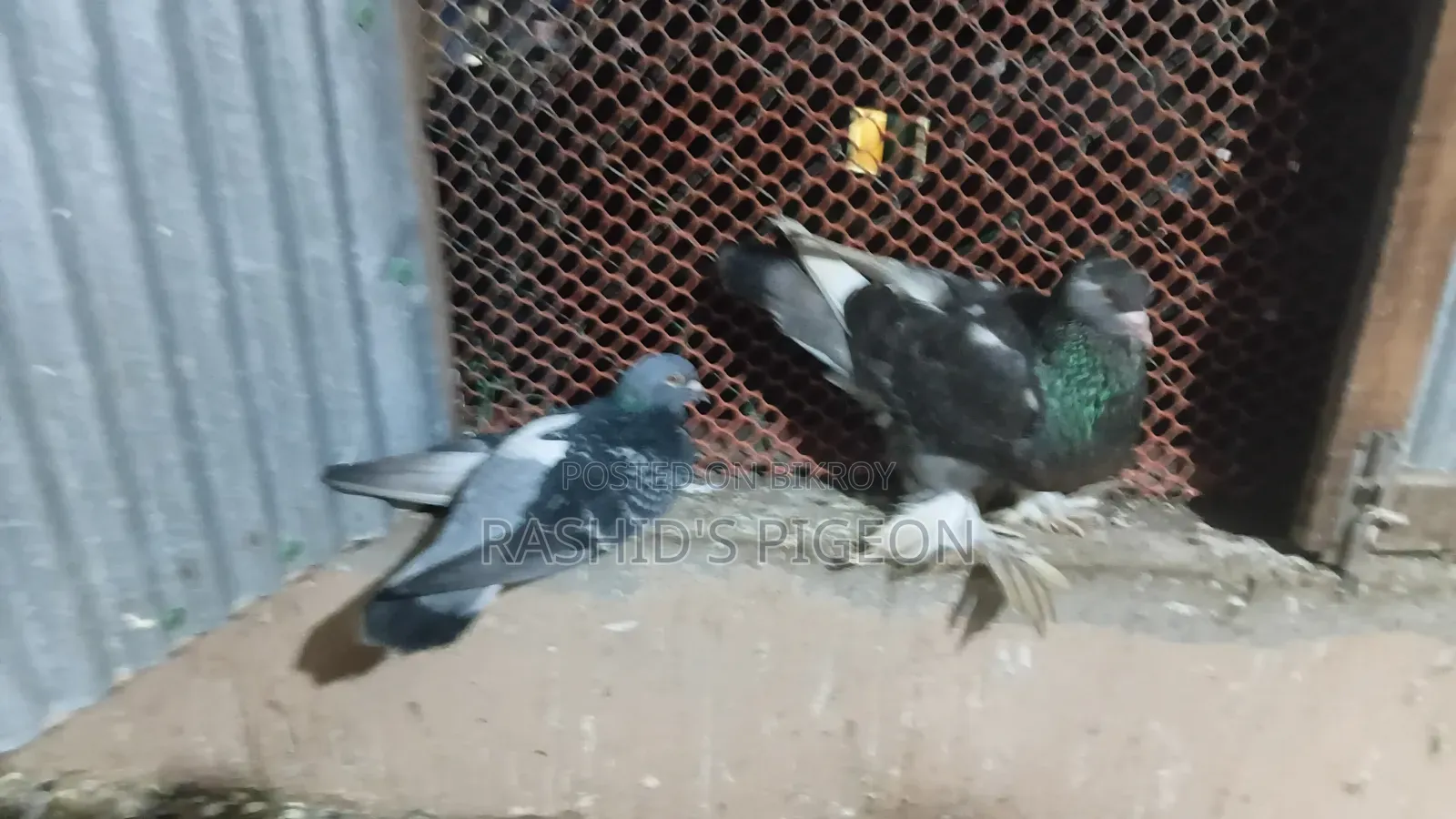 Pigeon Sale