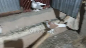 Pigeon Sale