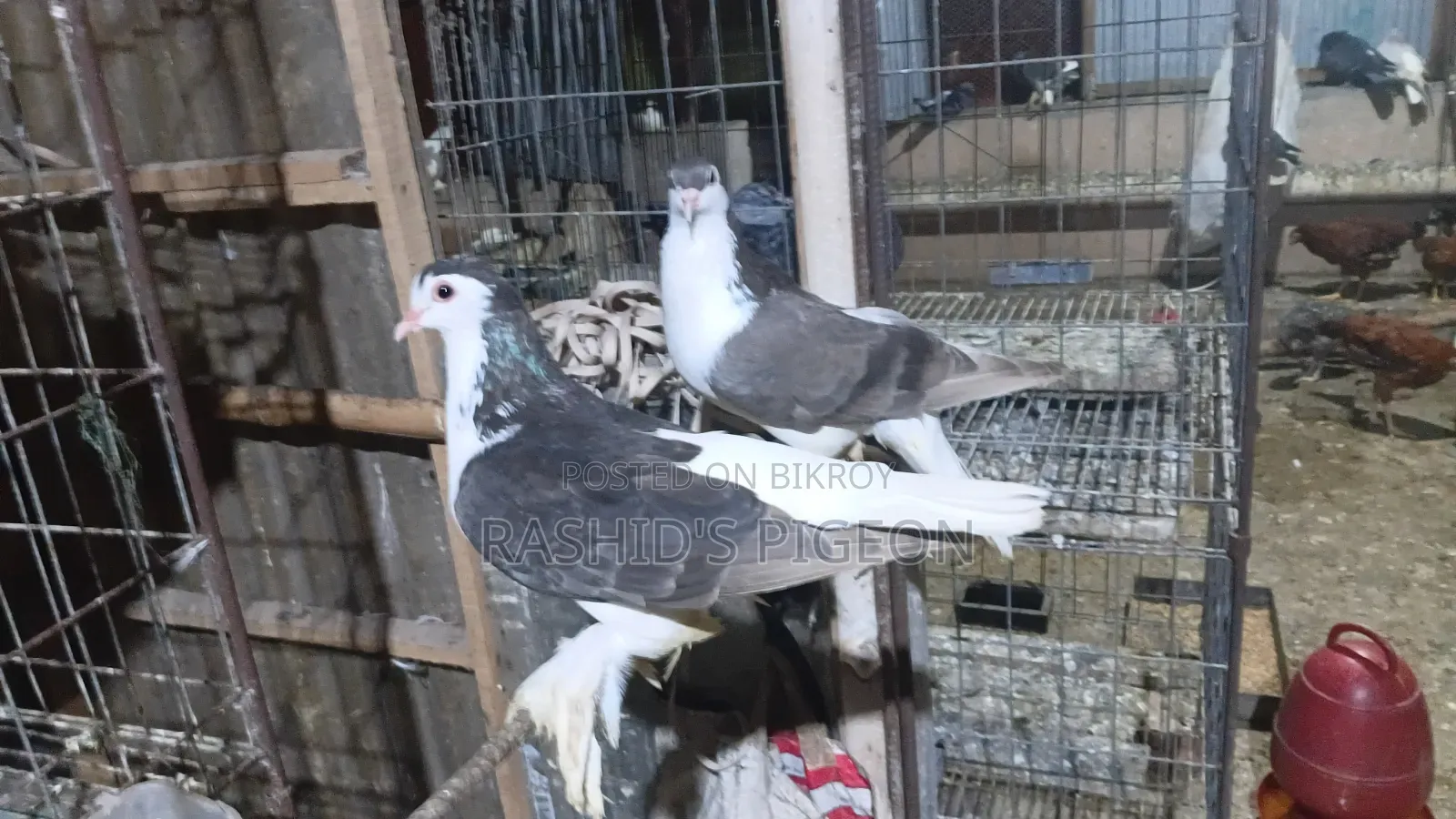 Siraji Pigeon Running Pair