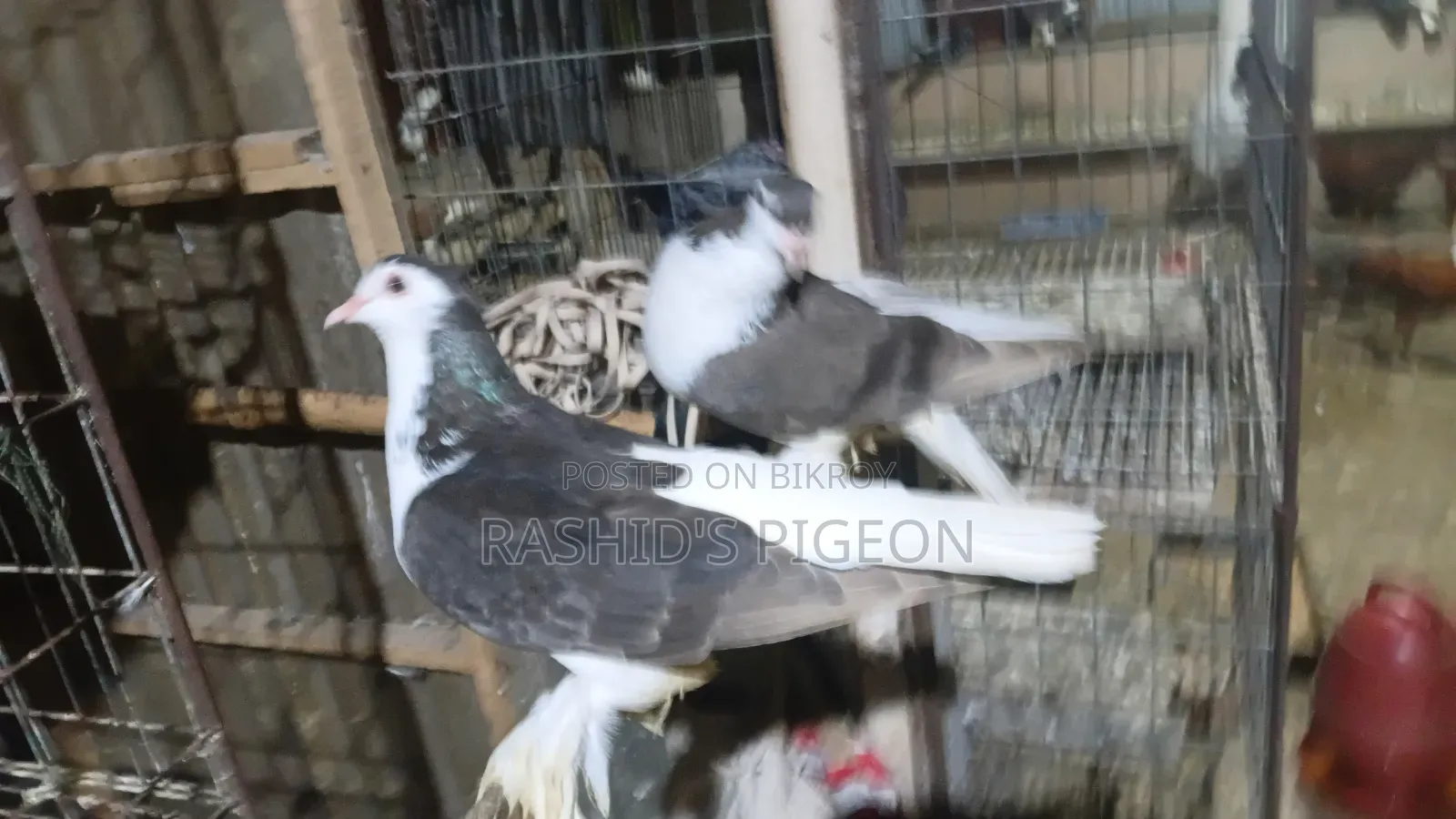 Siraji Pigeon Running Pair