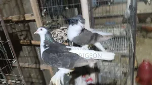 Siraji Pigeon Running Pair