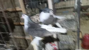 Siraji Pigeon Running Pair