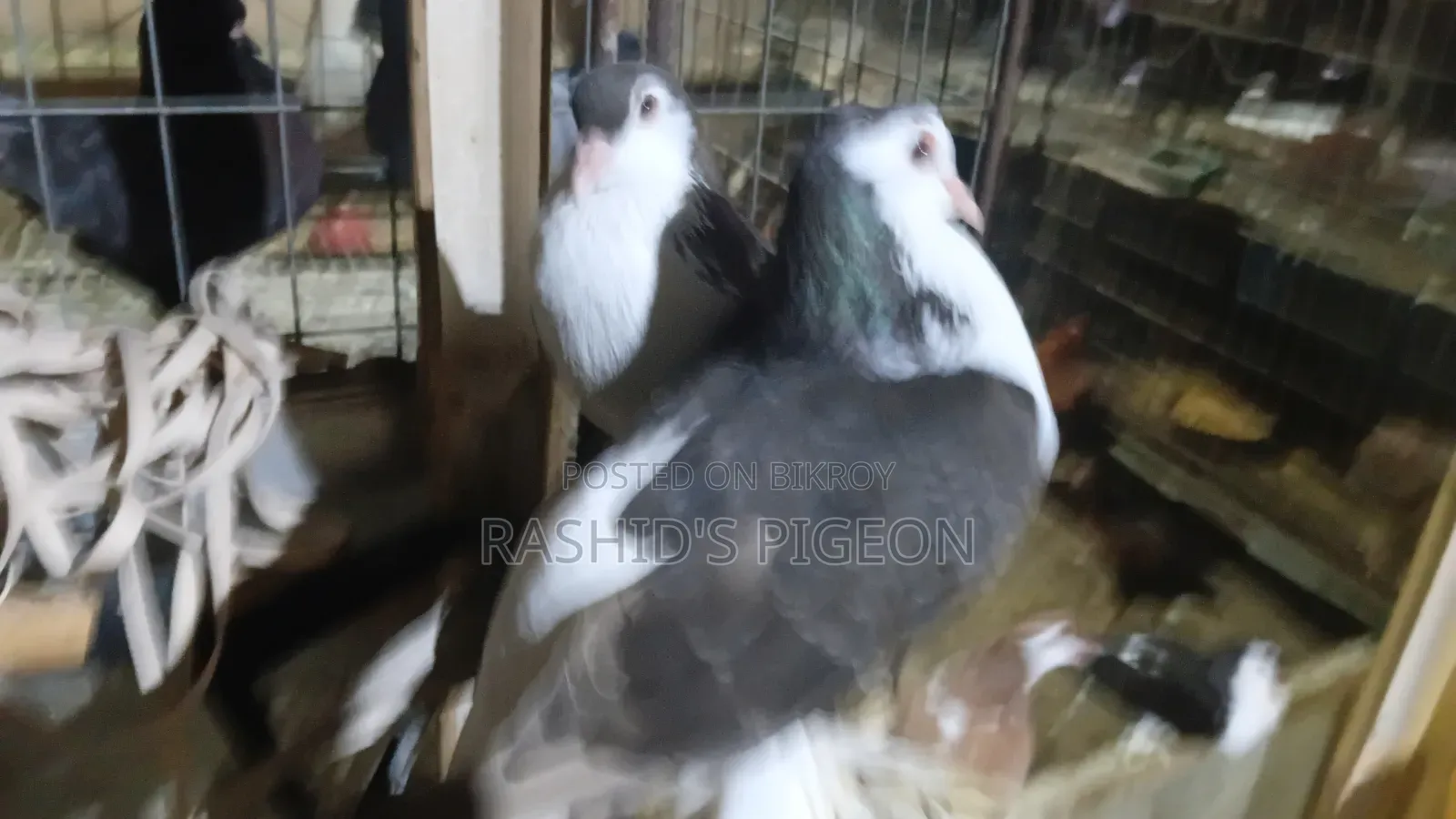 Siraji Pigeon Running Pair