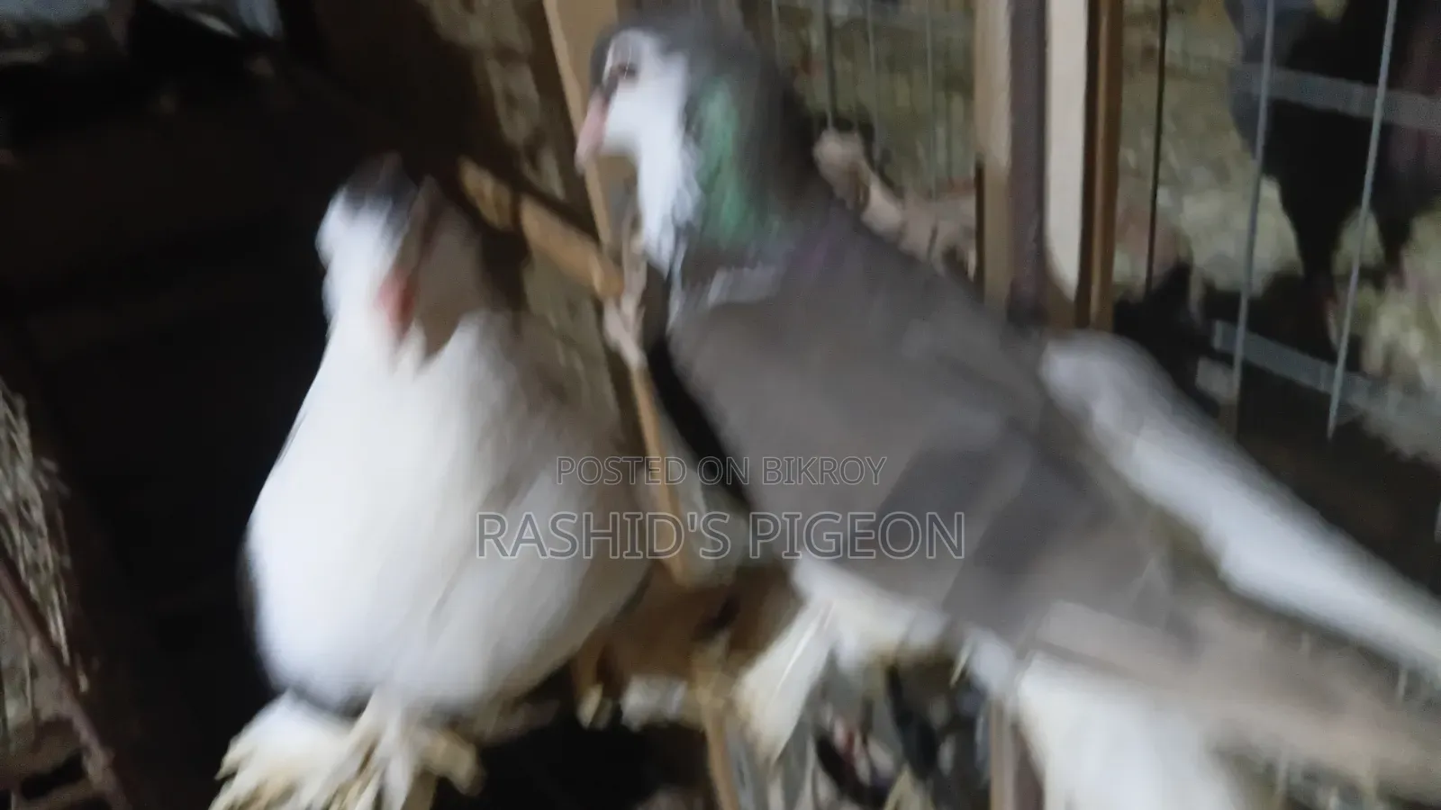 Siraji Pigeon Running Pair