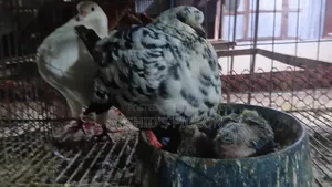 King Pigeon Running Pair