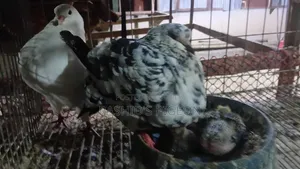 King Pigeon Running Pair
