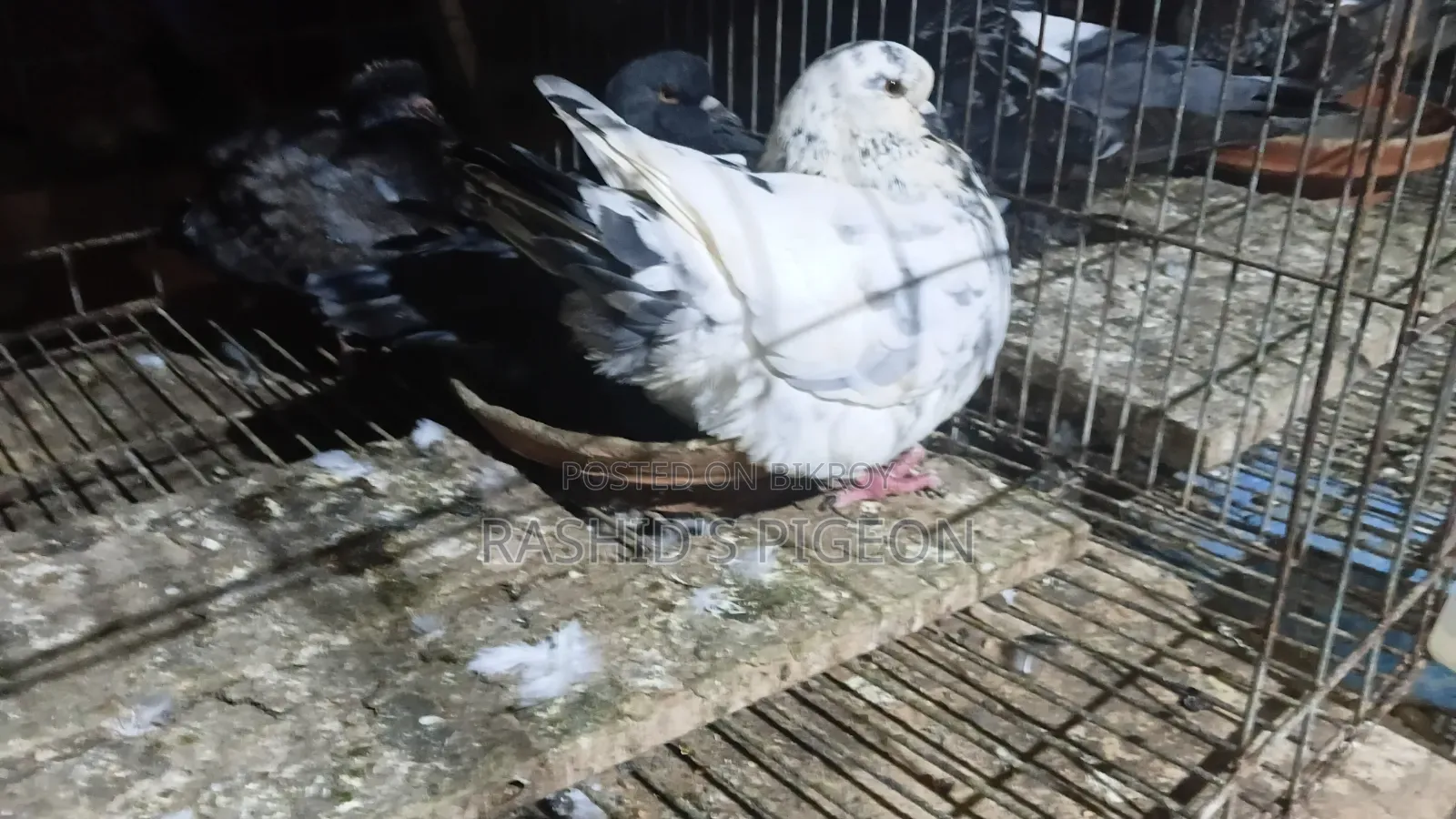 King Pigeon Running Pair