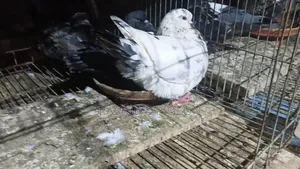 King Pigeon Running Pair