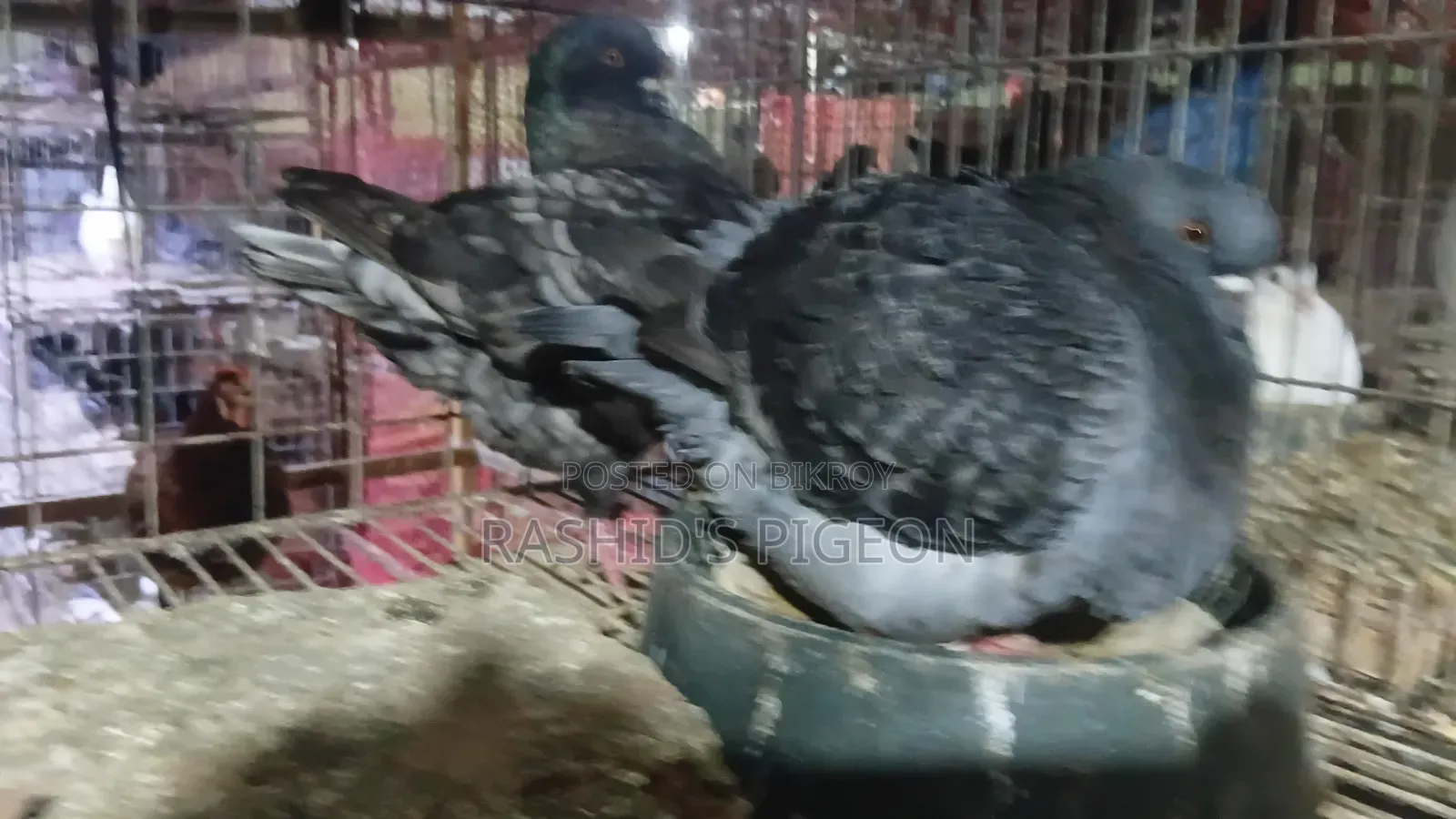 King Pigeon Running Pair