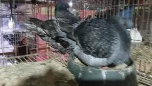 King Pigeon Running Pair