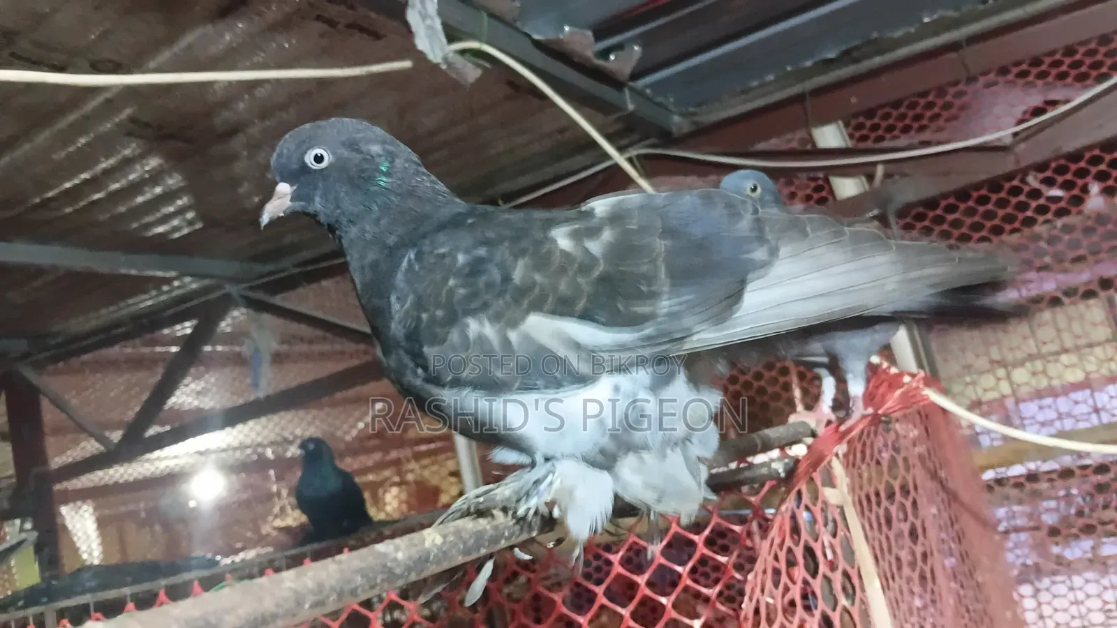 Running Pigeons