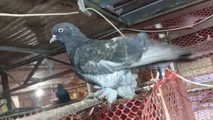 Running Pigeons