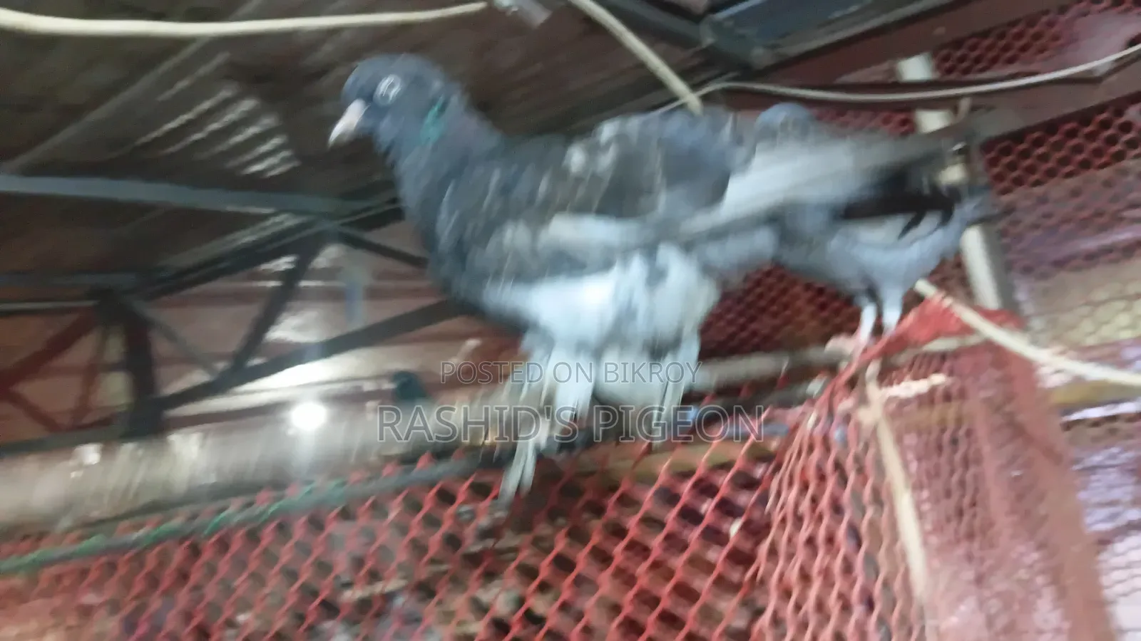 Running Pigeons