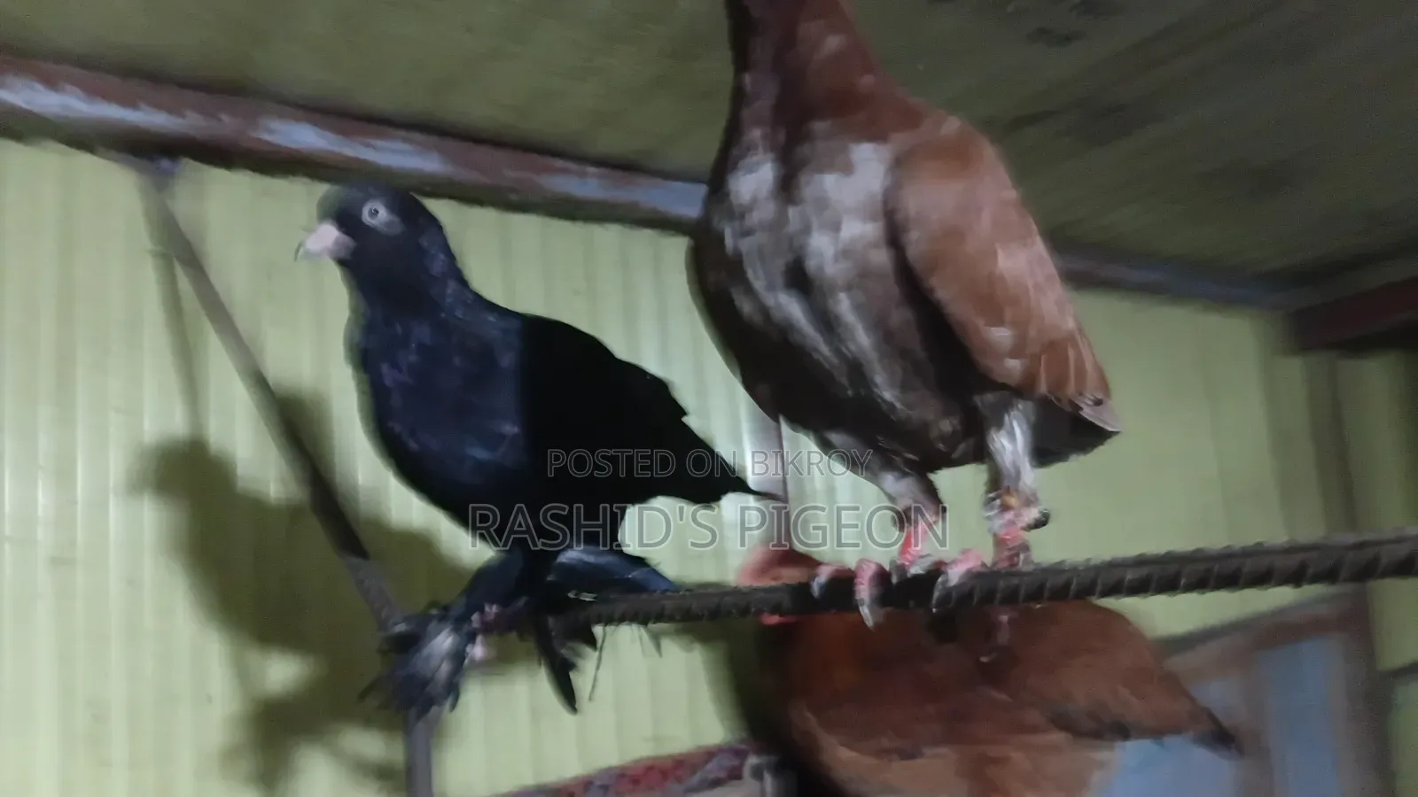 Running Pigeons