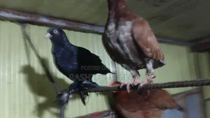 Running Pigeons