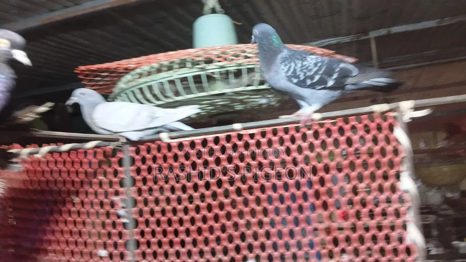 Running Pigeons