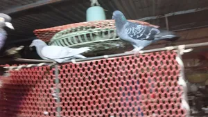 Running Pigeons