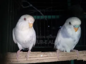 Albino Female Exchange