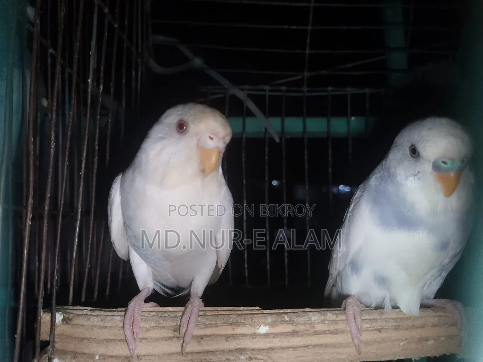এলবিনো ফিমেল