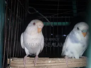 এলবিনো ফিমেল