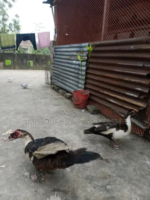 One Pair of Running Chinese Ducks for Sale.