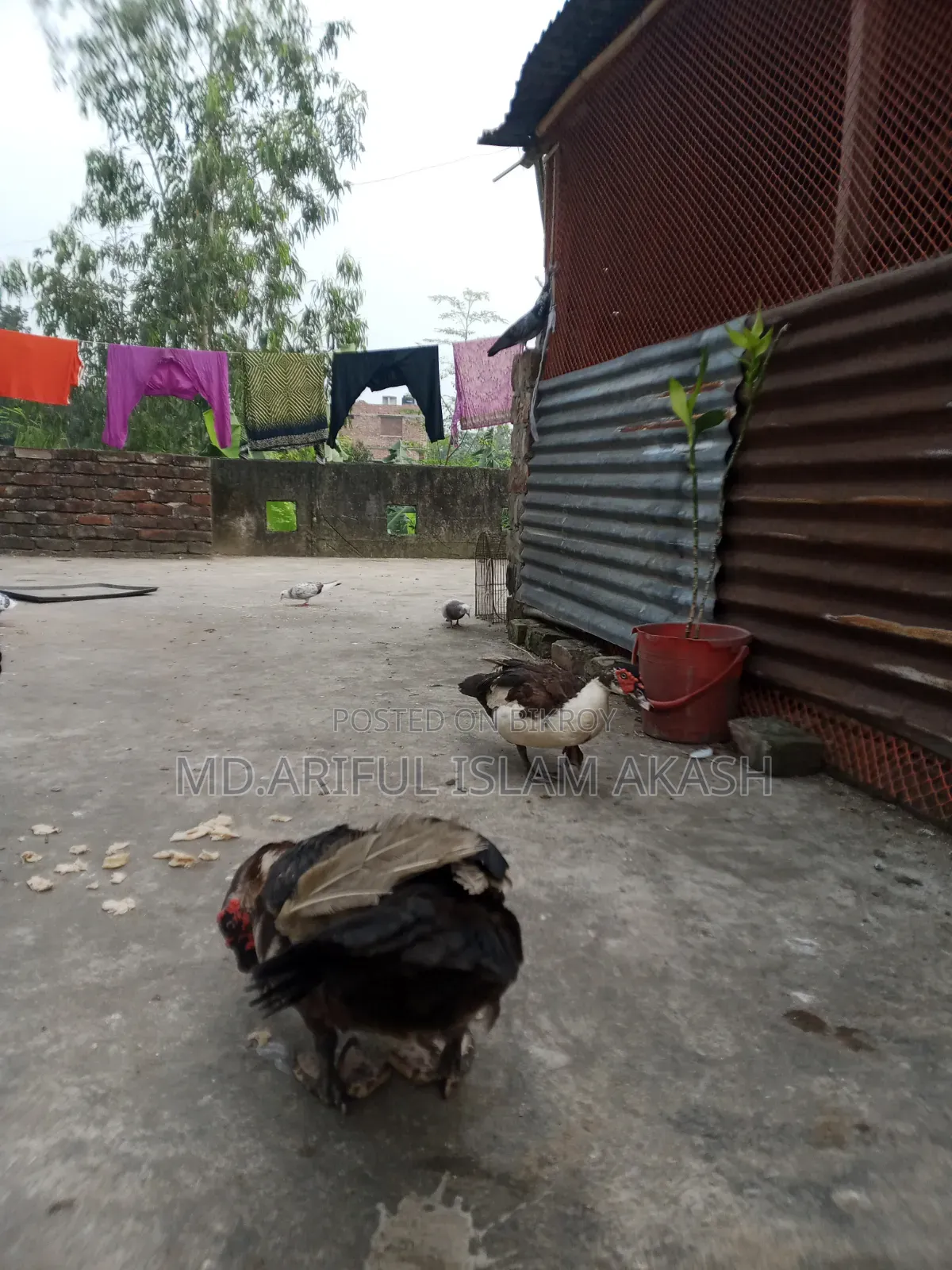One Pair of Running Chinese Ducks for Sale.