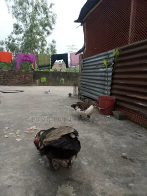 One Pair of Running Chinese Ducks for Sale.