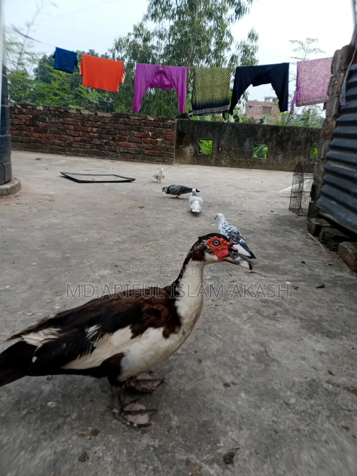 One Pair of Running Chinese Ducks for Sale.