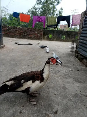 One Pair of Running Chinese Ducks for Sale.