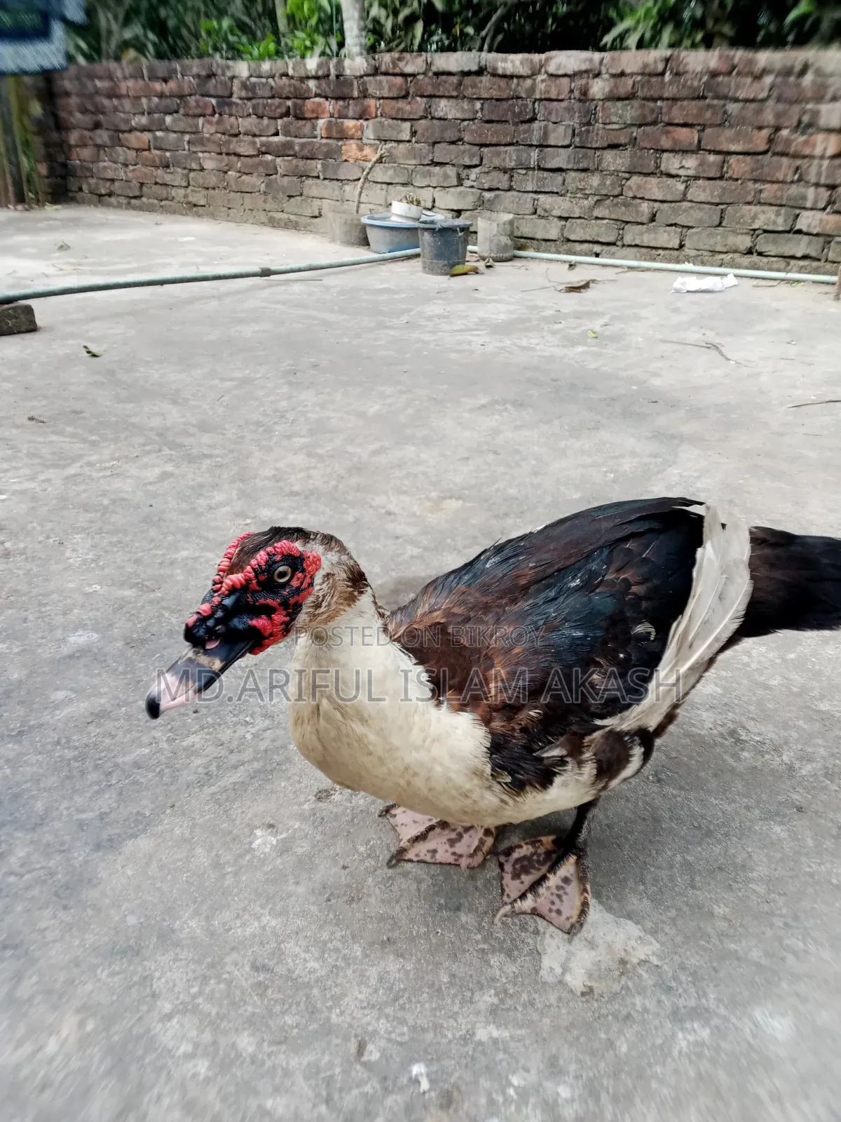 One Pair of Running Chinese Ducks for Sale.