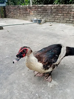 One Pair of Running Chinese Ducks for Sale.