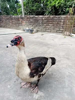 One Pair of Running Chinese Ducks for Sale.