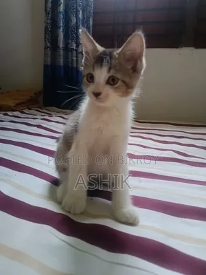 ১-৩ মাস নর মিশ্র জাতের বিড়াল