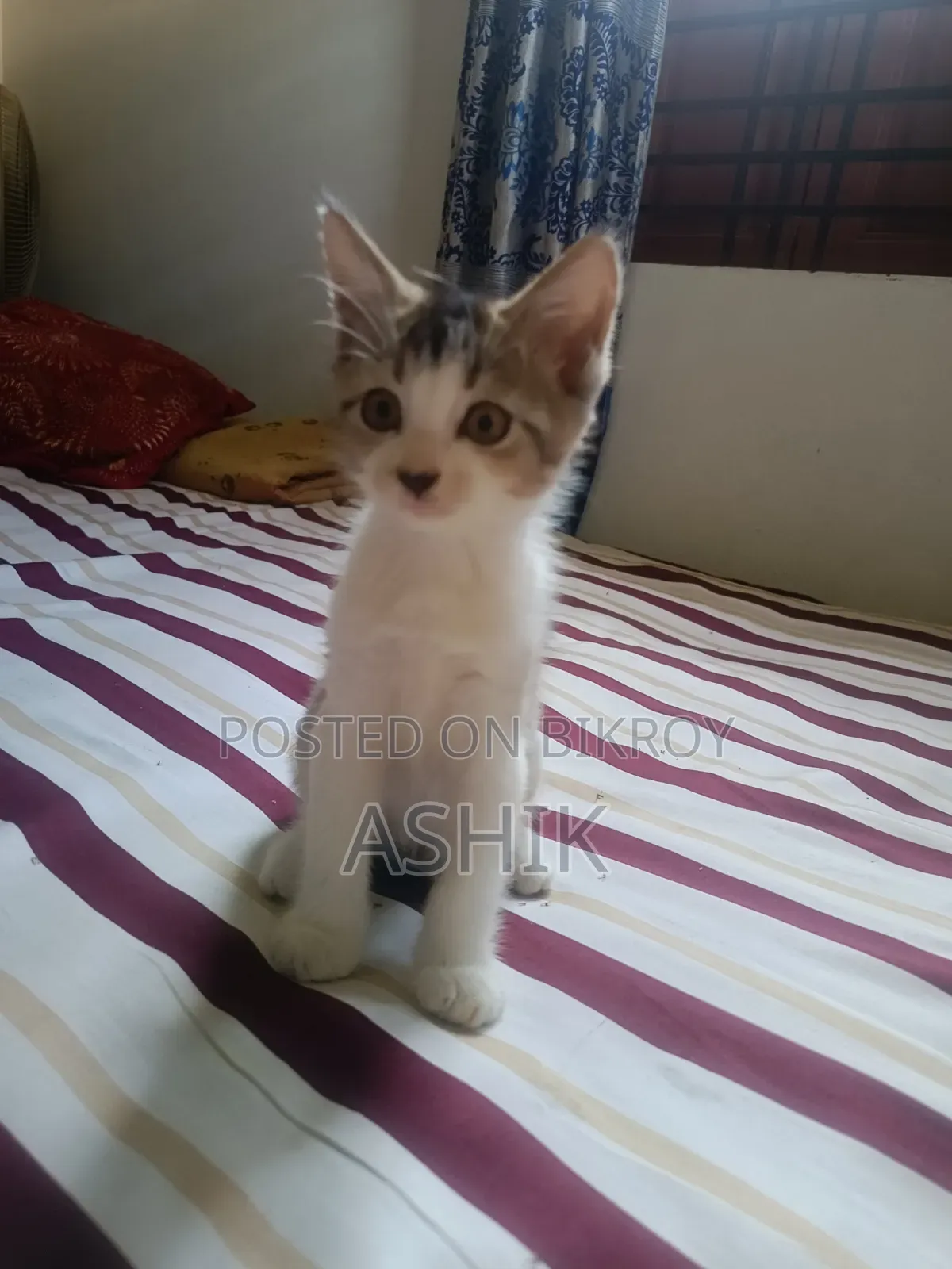 ১-৩ মাস নর মিশ্র জাতের বিড়াল