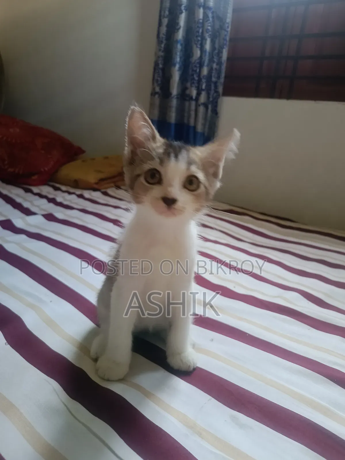 ১-৩ মাস নর মিশ্র জাতের বিড়াল
